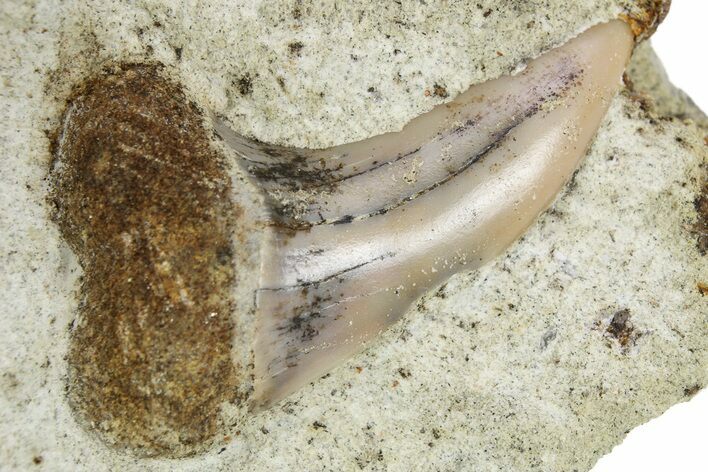 Hooked White Shark Tooth Fossil on Sandstone - Bakersfield, CA #257515